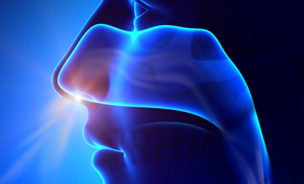 Cavidades nasales y senos paranasales